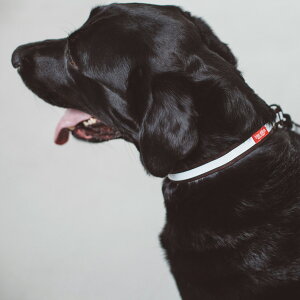 【犬 首輪】リフレクティブ カラー LL サイズ 大型犬ペット リード 犬 散歩 犬用 リード カジュアル おしゃれ カラフル ファッションリード 大型犬 中型犬 カラー 訓練 しつけ トレーニン