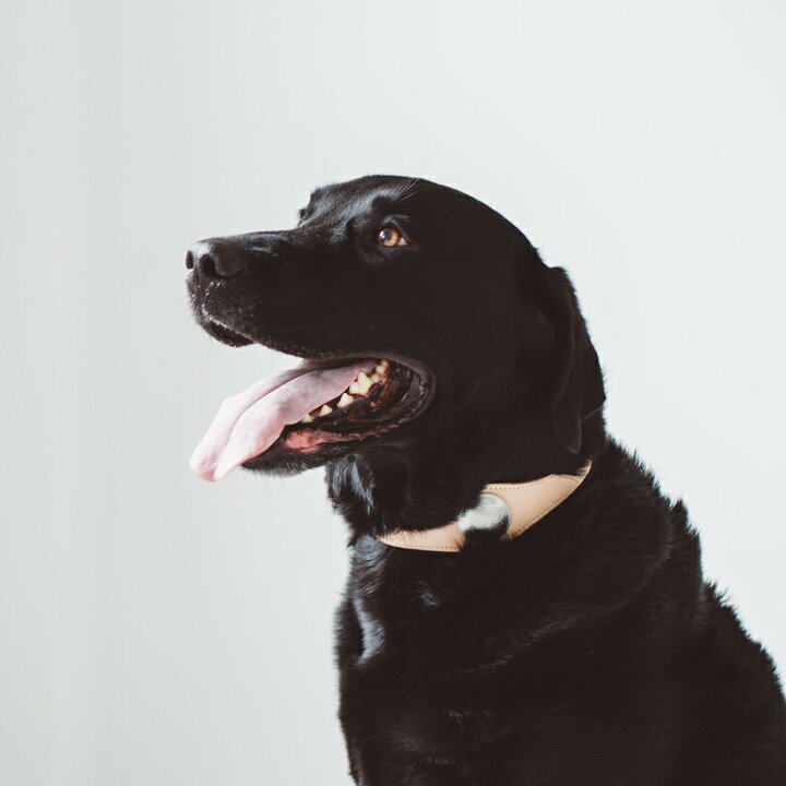 楽天市場】【犬 首輪】オリジナル ヌメ コンチョ カラー 3L サイズ犬 首輪 犬の首輪 大型犬 革 革製 皮 本革 レザー おしゃれ かわいい 大型犬 ダルメシアン ラブラドール ゴールデン ドッグ ペット カラー 日本製 牛革 亜鉛ダイキャスト 真鍮 : フリーステッチ 楽天市場】【犬 首輪】オリジナル ヌメ コンチョ カラー 3L サイズ犬 首輪 犬の首輪 大型犬 革 革製 皮 本革 レザー おしゃれ かわいい 大型犬 ダルメシアン ラブラドール ゴールデン ドッグ ペット カラー 日本製 牛革 亜鉛ダイキャスト 真鍮 : フリーステッチ