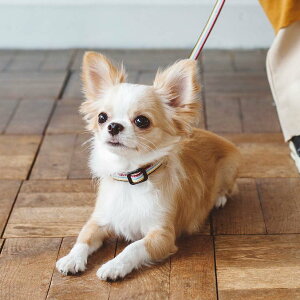 【犬 首輪 革】小型犬用 サニーストライプカラー SS くびわ 皮