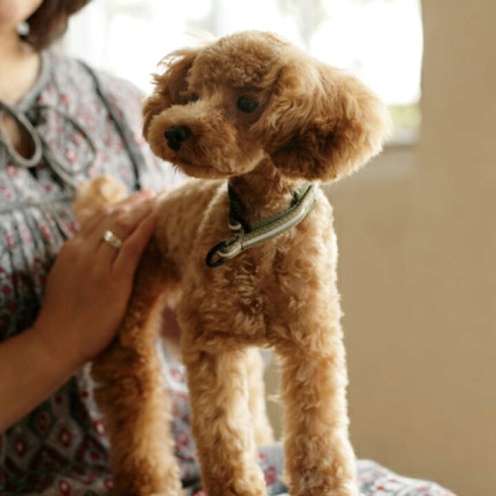 楽天市場 犬 ハーフチョーク リフレクティブ ハーフチョーク 17 小型犬 犬用ハーフチョーク ハーフチョーク 小型犬 しつけ ナイロン カラー 犬の首輪 ハーフ トイプードル チワワ ペット用品 フリーステッチ