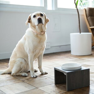 MESHIDAI GOHAN M VO@REPLUSvX@V_C@Sn@@hbO@t[h{E@foodbowl@dog@@@ؐ