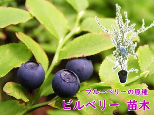 ブルーベリー 種 Diy 工具の人気商品 通販 価格比較 価格 Com