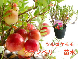 楽天市場 ツルコケモモ 苗の通販