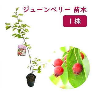 W[x[ c c 9cm|bg 1 50`60cm AJUCt{N Ϗܗp Hp ʎc ̂Ȃ ƒ؉  A V{c[ LO