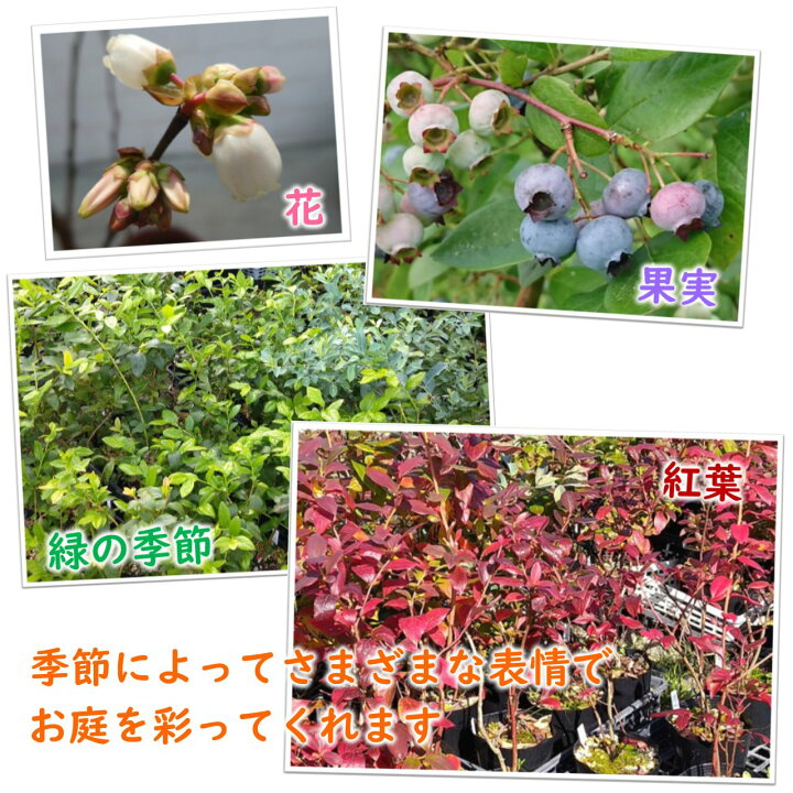楽天市場 ピンク色のブルーベリー ピンクレモネード ブルーベリー 苗 苗木 樹高50 60cm 15cmポット 果樹苗 実がなる木 家庭菜園 シンボルツリー 富士園芸楽天市場店