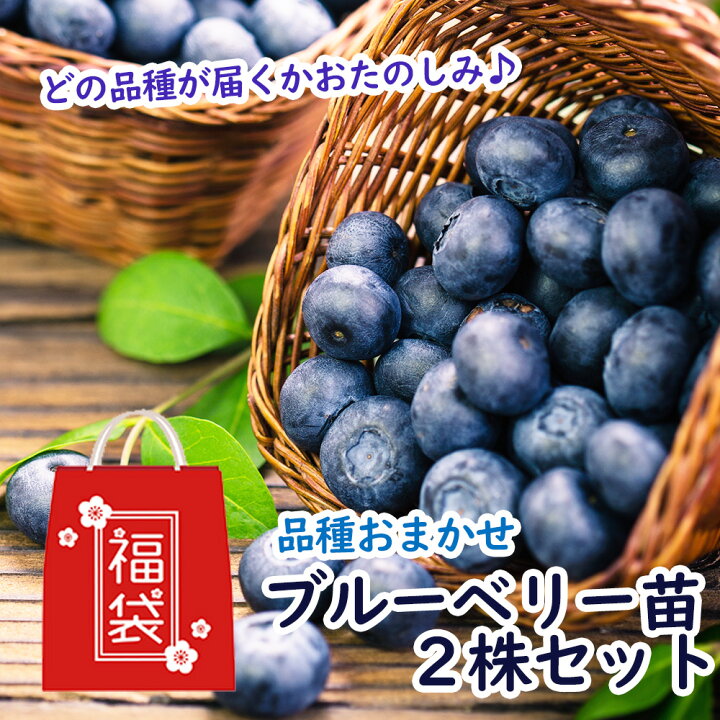 ブルーベリー苗 42本セット(6品種×7本)（楽天市場】品種おまかせ 