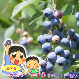 【 選べる単品 】ラビットアイ系 選べる ブルーベリー 挿木2年生株 苗 苗木 樹高30〜50cm 13.5cmポット苗 挿木2年生苗 果樹苗
