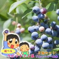 【選べる2株セット】ラビットアイ系 選べる ブルーベリー 苗 苗木 2株セット 樹高30〜50cm 13.5cmポット …