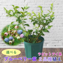楽天市場】ブルーベリー 苗 セットの通販