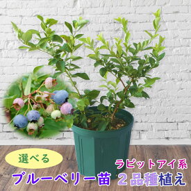 植え替え不要！ 【 選べる 】ラビットアイ系　ブルーベリー 苗　苗木　2品種植え　樹高30〜40cm　挿木2年生苗　8号スリット鉢にお好きな苗を2品種植えこみます　当店独自配合用土 使用　栽培セット　栽培キット