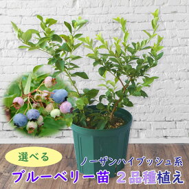植え替え不要！【選べる】ノーザンハイブッシュ系 ブルーベリー 苗 苗木 2品種植え　樹高20〜60cm　挿木2年生苗 8号スリット鉢にお好きな苗を2品種植えこみます 当店独自配合用土 使用　栽培セット　栽培キット