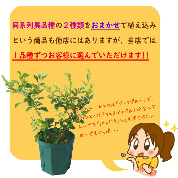 送料無料 ブルーベリー 苗 レガシー ノーザンハイブッシュ系 2年生 接ぎ木苗 ニーム小袋付き 北海道 沖縄は送料無料適用外です 63 Off