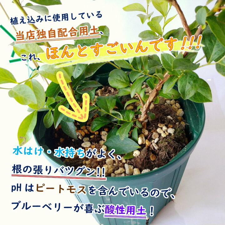 楽天市場 植え替え不要 選べる ラビットアイ系 ブルーベリー 苗 苗木 ２品種植え 樹高30 40cm 挿木２年生苗 8号スリット鉢にお好きな苗を２品種植えこみます 当店独自配合用土 使用 栽培セット 栽培キット 富士園芸楽天市場店