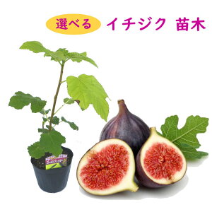 イチジク 苗 盆栽 植木の人気商品 通販 価格比較 価格 Com
