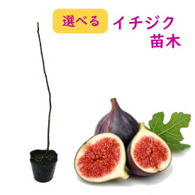 楽天市場 イチジク 苗の通販