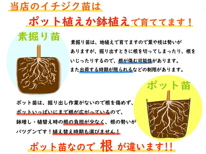 血統 性別 信頼できる イチジク 苗 時期 シフト 破壊的な 半導体
