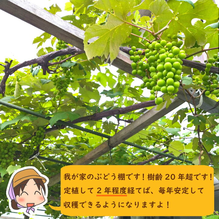 楽天市場】【おまかせ】ぶどう 苗木 苗 5株セット 10.5cmロングポット 