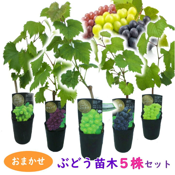 楽天市場】【おまかせ】ぶどう 苗木 苗 5株セット 10.5cmロングポット 
