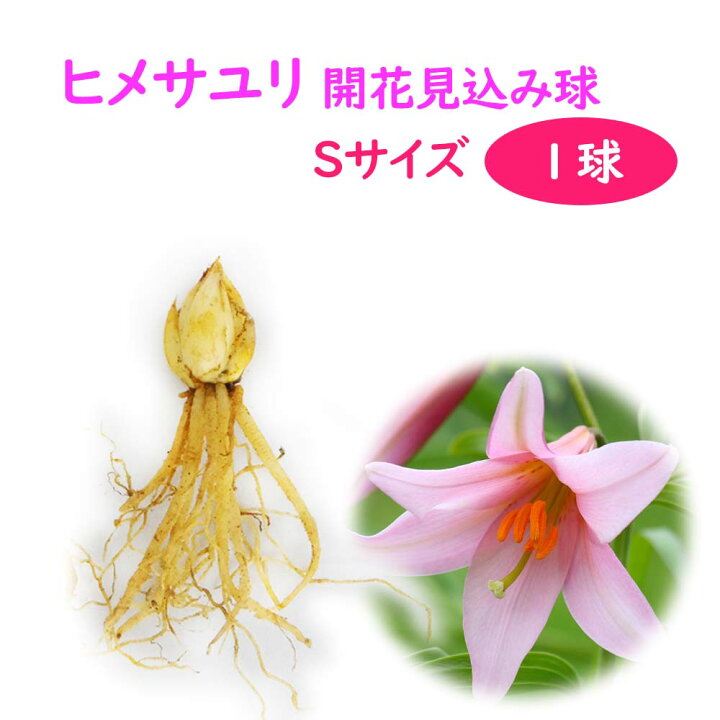 楽天市場 球根 ユリ ヒメサユリ 開花見込み球 Sサイズ １球 ポットに仮植えした状態でお届けします 山野草 高山植物 百合 野生ユリ オトメユリ 姫早百合 姫小百合 乙女百合 富士園芸楽天市場店