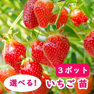 y C`S z Iׂ C`S c y3|bgz 9cm|bgc  ӂ̂ ACx[  ͕P  UCArI  Cx[ T}[x[ ̂ ƂƂ ˂ g 