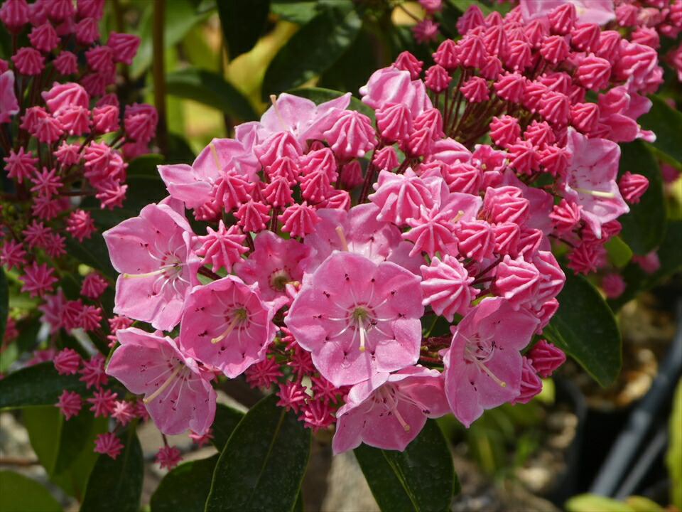 カルミア ピンクボール 約40cm前後 ５号鉢 鮮やかなピンク色の小さな花が大きなボール状の花を咲かせます