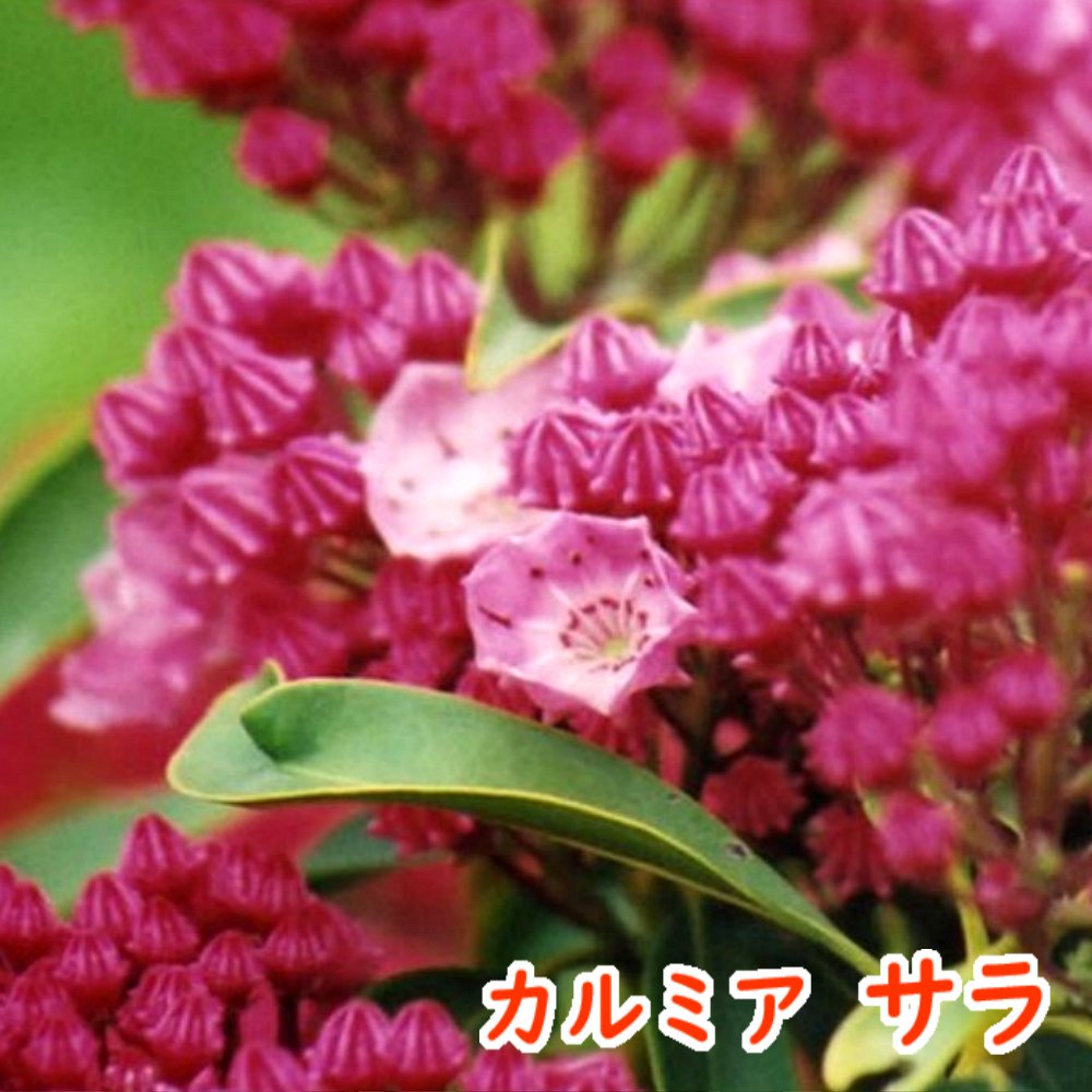 カルミア サラー 樹高約40cm前後 鮮やかな赤い蕾をつけ 開花すると濃いピンク色の花を咲かせます