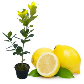 楽天市場 レモン 苗 種類 植物 レモン の通販