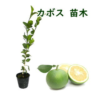 w J{X ږ2Nc x c c15cm|bg 50cm ڂؕc 啪̖Ył _k ڂ  VgX