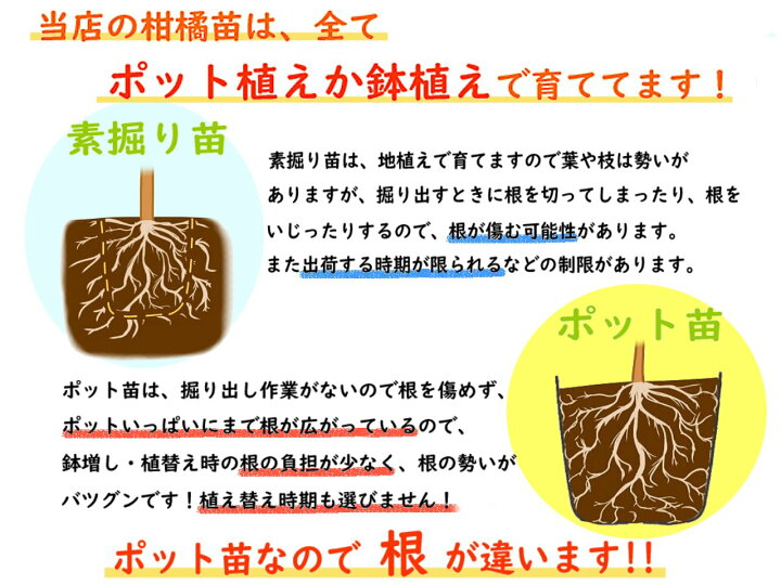 楽天市場 タヒチライム 苗木 苗 ライムの木 13 5cmポット 樹高約30 40cm 接木１年生苗 とにかく根がガッチリ らいむ 香酸柑橘 シトラス 柑橘苗 果樹苗 富士園芸楽天市場店