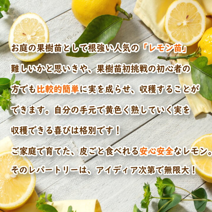 楽天市場 送料無料 根ががっちり レモン 苗木 苗 レモンの木 とげなしレモン 接木２年生苗 15cmポット 樹高約60cm トゲナシレモン 棘なしレモン 柑橘 柑橘苗 果樹苗 実のなる木 庭木 誕生祝い 出産祝い プレゼント ギフト あす楽 土日出荷 富士園芸楽天市場店