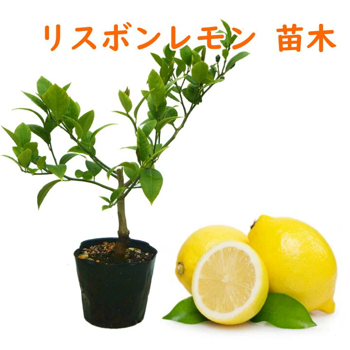 レモンの苗木quot リスボンレモンquot 挿し木 5号鉢品種で選べる果樹苗 1本売り学名 Citrus Limon 039 Lisbon 039 英語 Lisbon 最大93 Offクーポン レモンの苗木quot リスボンレモンquot 挿し木 5号鉢品種で選べる果樹苗 1本売り学名 Citrus Limon 039 Lisbon 039 英語 Lisbon 最大93 Offクーポン