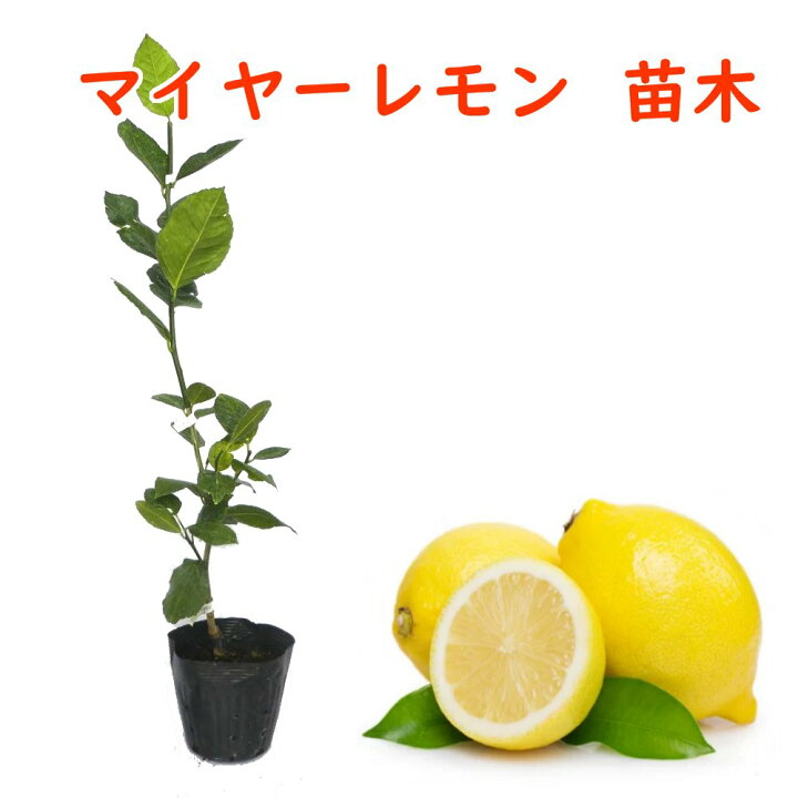 レモンの木 4号 ガーデニング マイヤーレモン 檸檬 セール特別価格 檸檬