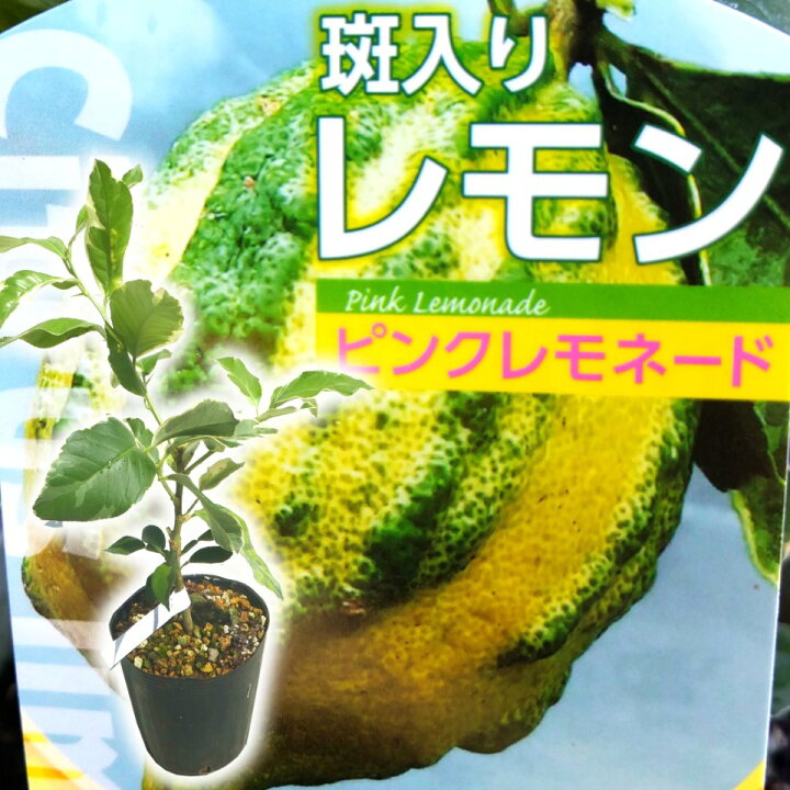 楽天市場 とにかく根がガッチリ レモン 苗木 苗 レモンの木 ピンクレモネード 10 5cm ロングポット 樹高約25cm 30cm 斑入りの珍しいレモンです 富士園芸楽天市場店