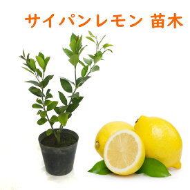 楽天市場 シャクナゲ 種類 植物 レモン 花 ガーデン Diy の通販