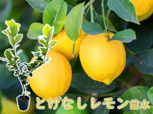 苗 レモン苗木の人気商品 通販 価格比較 価格 Com
