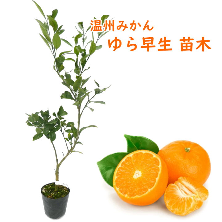 楽天市場】とにかく根がガッチリ！ 温州みかん 「ゆら早生」 苗木 苗 