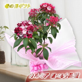 Qkctouwhpoy6ym Qkctouwhpoy6ym