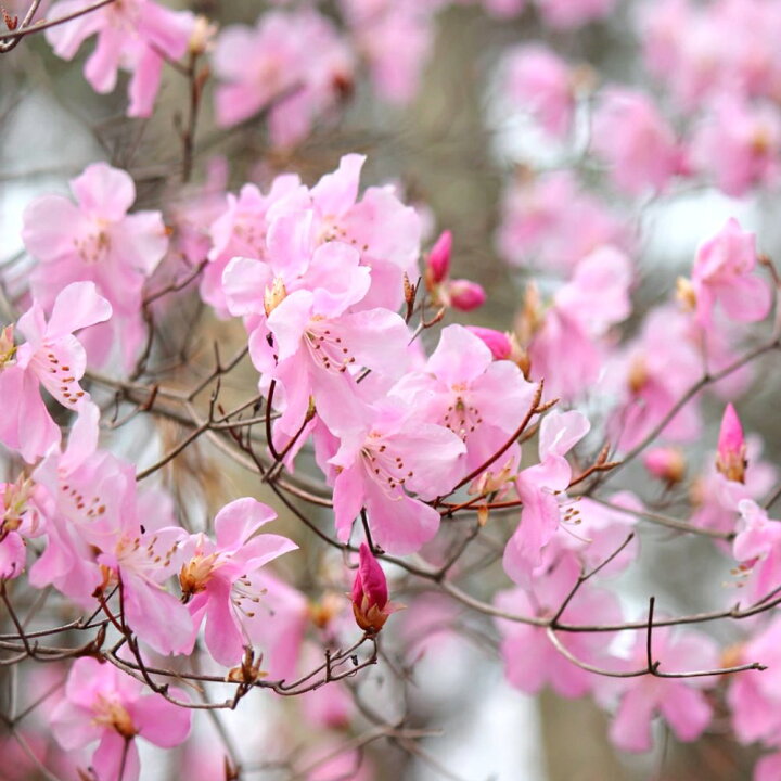 楽天市場 送料無料 アカヤシオ ツツジ 根巻株 １株 樹高約50cm 苗 苗木 アカヤシオ ヤシオツツジ 赤八汐 アカギツツジ 赤城躑躅 庭木 植木 目隠し 生垣 シンボルツリー 造園 富士園芸楽天市場店