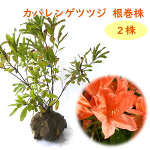『 カバレンゲツツジ 根巻株 2株 』 樹高約40cm 苗 苗木 樺蓮華 庭木 植木 目隠し 生垣 シンボルツリー 造園 レンゲツツジ