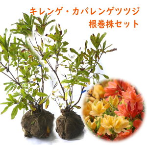 LQEJoQccW  Zbg 40cm c c LQccW JoQccW @ @ A ډB _ V{c[  QccW