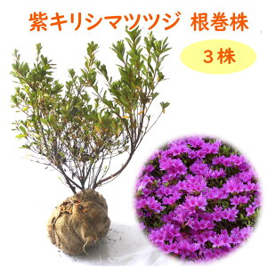 紫キリシマツツジ 根巻株 【3株】 樹高約20cm 苗 苗木 紫霧島 紫霧島躑躅 ムラサキキリシマ キリシマ 霧島 本霧島 庭木 植木 目隠し 生垣 シンボルツリー 造園