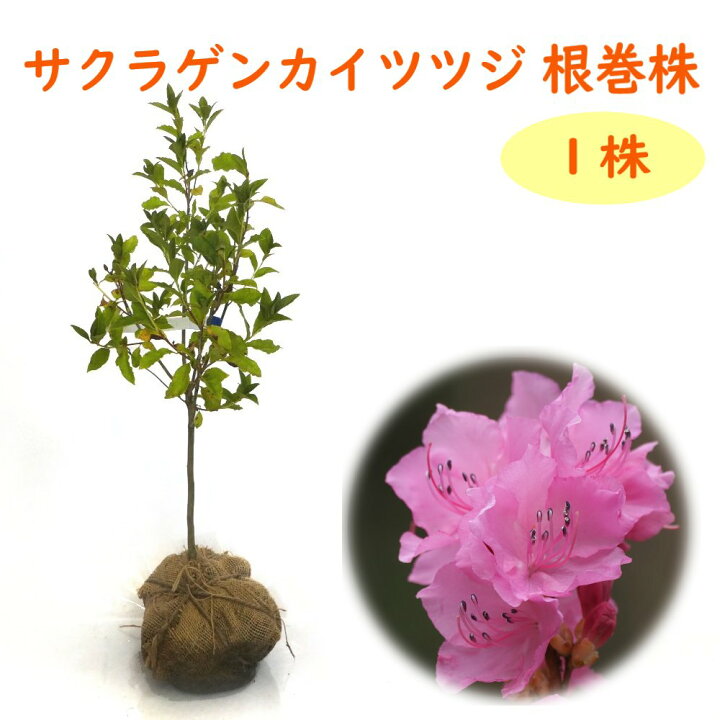 楽天市場 蕾付き 22年開花見込み株 サクラゲンカイツツジ 根巻株 1株 樹高約50cm 苗 苗木 サクラゲンカイ 桜玄海 桜 玄海ツツジ 桜玄海躑躅 躑躅 庭木 植木 目隠し 生垣 シンボルツリー 造園 富士園芸楽天市場店 楽天市場 蕾付き 22年開花見込み株 サクラゲンカイツツジ 根巻株 1株 樹高約50cm 苗 苗木 サクラゲンカイ 桜玄海 桜 玄海ツツジ 桜玄海躑躅 躑躅 庭木 植木 目隠し 生垣 シンボルツリー 造園 富士園芸楽天市場店