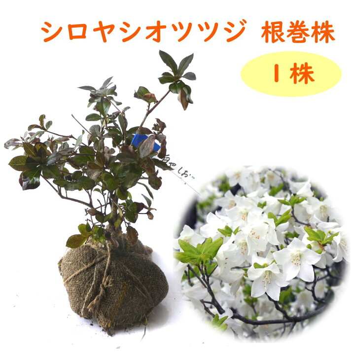 楽天市場 送料無料 シロヤシオ ツツジ 根巻株 １株 樹高約cm 苗 苗木 シロヤシオ ヤシオツツジ 白八汐 ゴヨウツツジ 五葉躑躅 庭木 植木 目隠し 生垣 シンボルツリー 造園 富士園芸楽天市場店