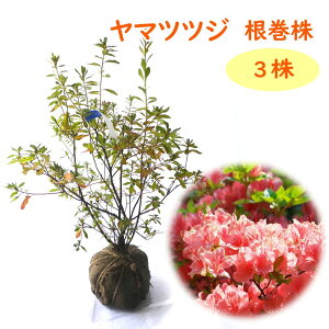 }ccW sN  y 3 z 40cm c c RccW RUP UP  A ډB _ V{c[ 