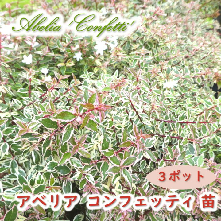 楽天市場 アベリア コンフェッティ 樹高約10cm 7 5cmポット ３株 ハナツクバネウツギ ハナゾノツクバネウツギ 生垣 グランドカバー グラウンドカバー グラウンドカバープランツ 斑入 目隠し 庭木 多年草 あす楽 土日出荷 富士園芸楽天市場店