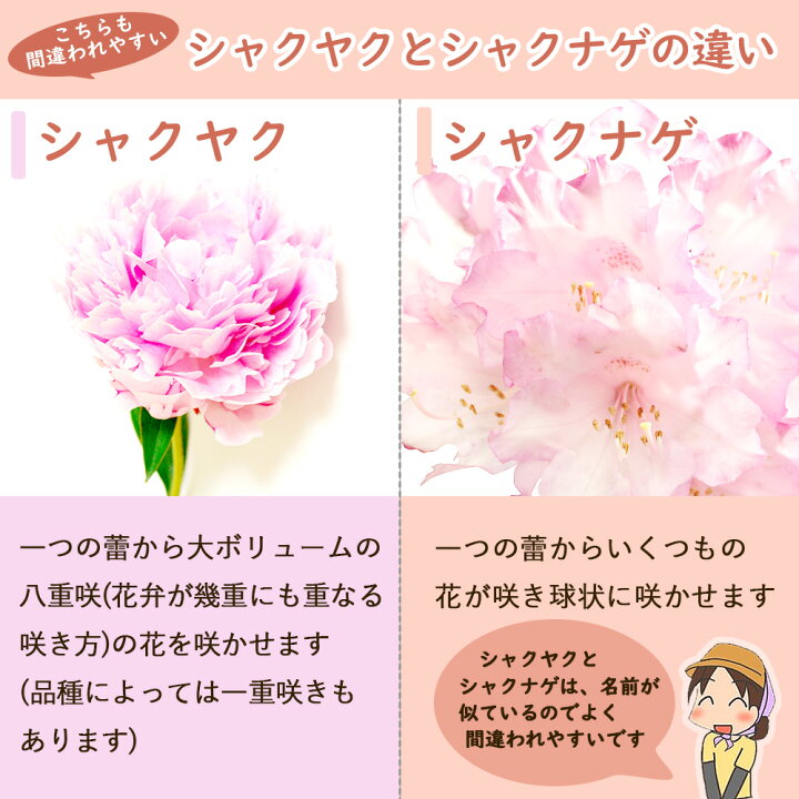 楽天市場 選べる全36種 シャクヤク 芍薬 苗 苗木 ６号鉢 全て一点物です 庭木 生垣 植木 造園 ガーデニング シンボルツリー 記念樹 プレゼント ギフト 富士園芸楽天市場店