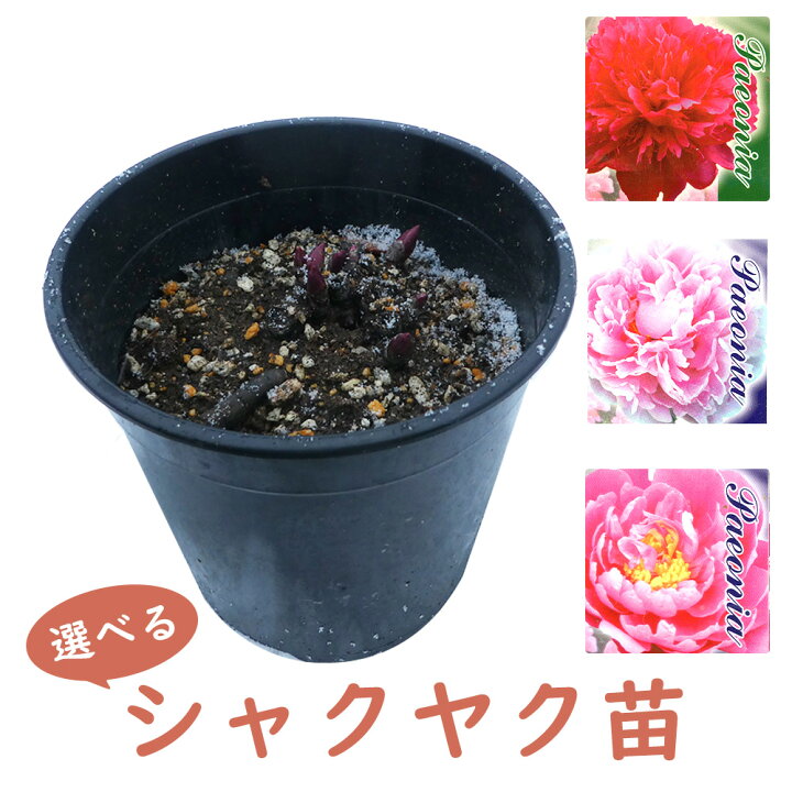 楽天市場 選べる シャクヤク 芍薬 苗 苗木 ６号鉢 華燭の典 リチャード サラベルナール 春の粧 夕映 ラテンドール いくはる 庭木 生垣 植木 造園 ガーデニング シンボルツリー 記念樹 プレゼント ギフト 富士園芸楽天市場店