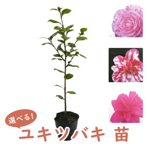 �I�ׂ� �u ���L�c�o�L ( ��� ) �v �c �c�� 12cm�|�b�g ������45cm �� �I�N�c�o�L �c�o�L ��� ���_ �A�� ���� �K�[�f�j���O �V���{���c���[ �L�O�� �v���[���g �M�t�g