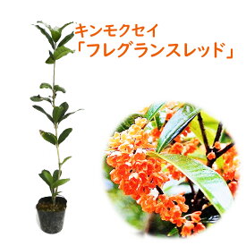 キンモクセイ 苗 苗木 「 フレグランスレッド 」 12cmポット 樹高約30〜40cm 金木犀 紅花キンモクセイ 三大香木 植木 庭木 生垣 シンボルツリー ポプリ モイストポプリ