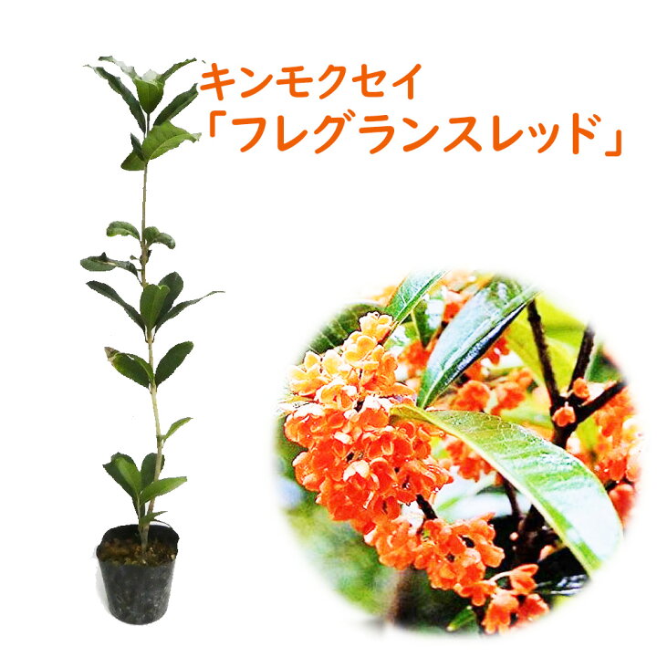 楽天市場 キンモクセイ 苗 苗木 フレグランスレッド 10 5cmポット 樹高約40 50cm 金木犀 紅花キンモクセイ 三大香木 植木 庭木 生垣 シンボルツリー ポプリ モイストポプリ あす楽 土日出荷 富士園芸楽天市場店
